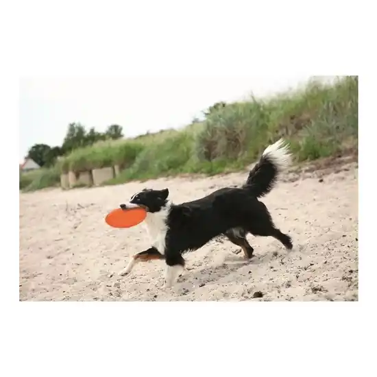 Expressz szállítás Játék Dog Disc Hőre Lágyuló 22cm