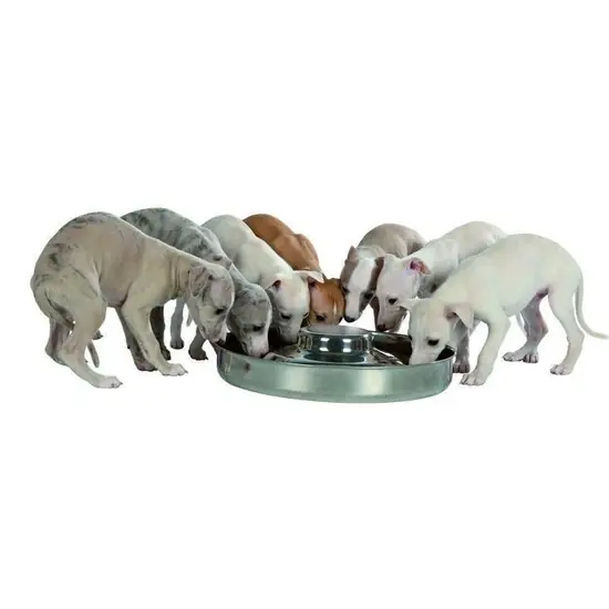 Alacsony ár Trixie tál kölyök kutyáknak 4l/38cm