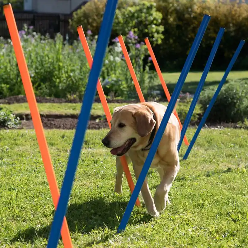 Agility Fun & Sport szlalom-szett Különleges ajánlat