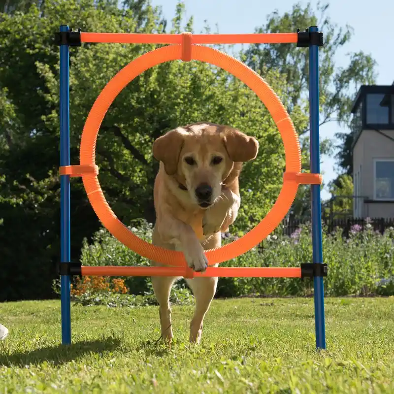 Biztonságos vásárlás Agility Fun & Sport akadálykarika kutyáknak