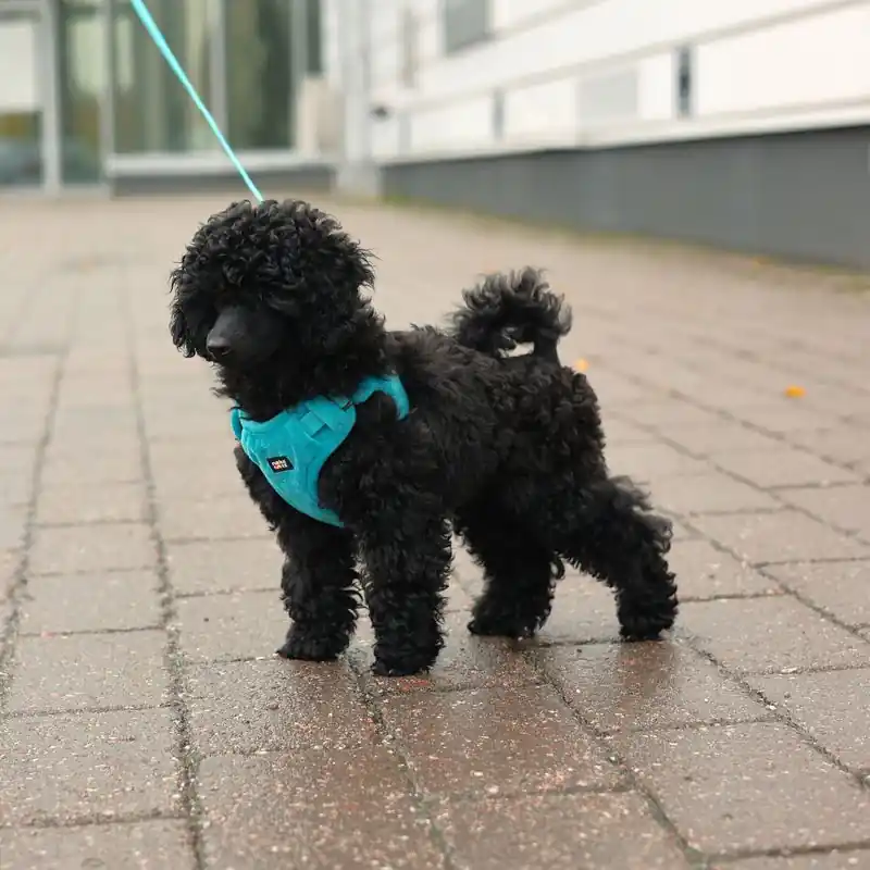 Rukka Tiny hám, kék Korlátozott ajánlat
