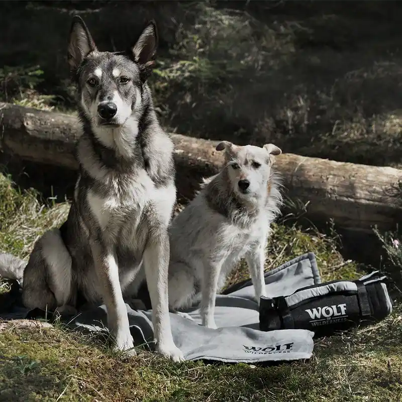 Exkluzív ajánlat Wolf of Wilderness utazó kutyatakaró