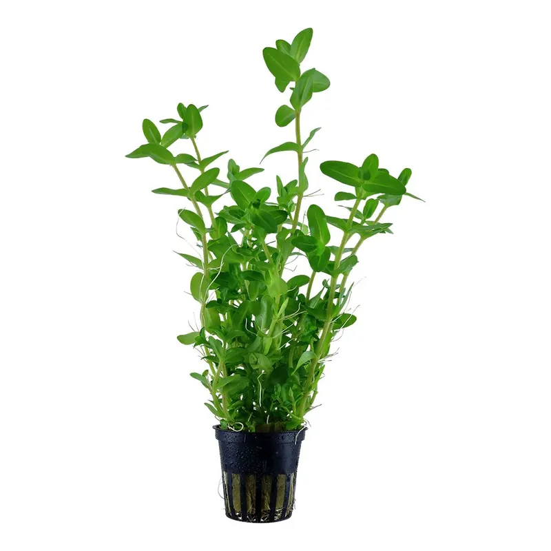 Ne maradj le Tropica növény - Bacopa caroliniana