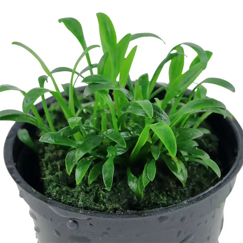 Biztonságos vásárlás Tropica növény - Cryptocoryne parva