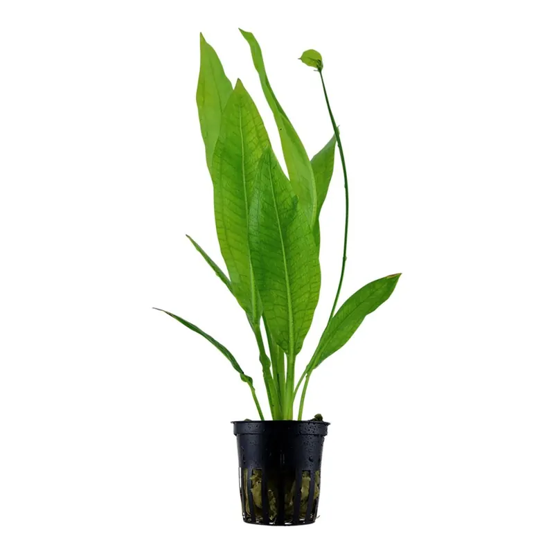 Tropica növény - Echinodorus bleheri bleherae Akció