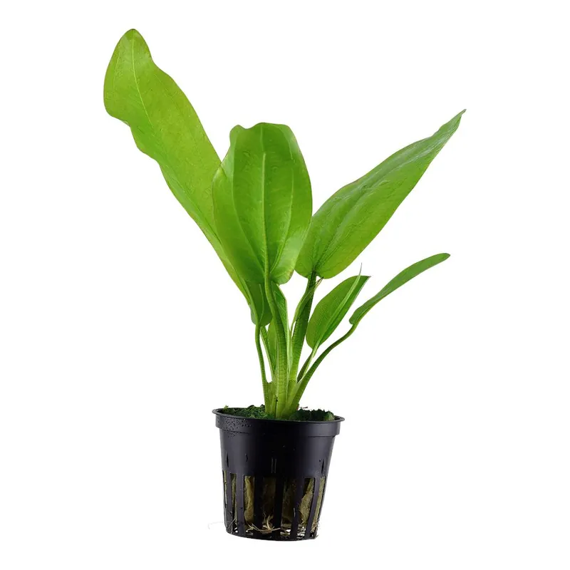 Szezonális akció Tropica növény - Echinodorus cordifolius ssp. fluitans