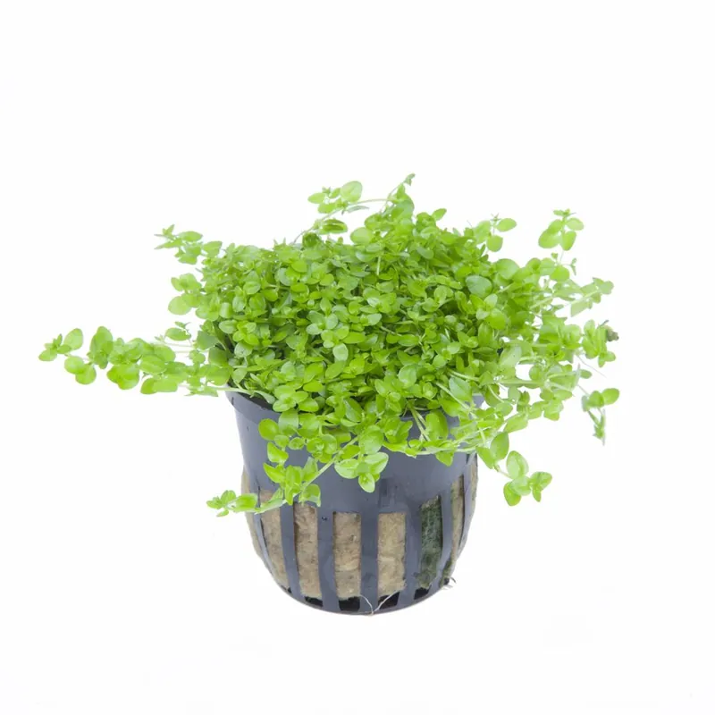 Szezonális akció Tropica növény - Micranthemum glomeratum