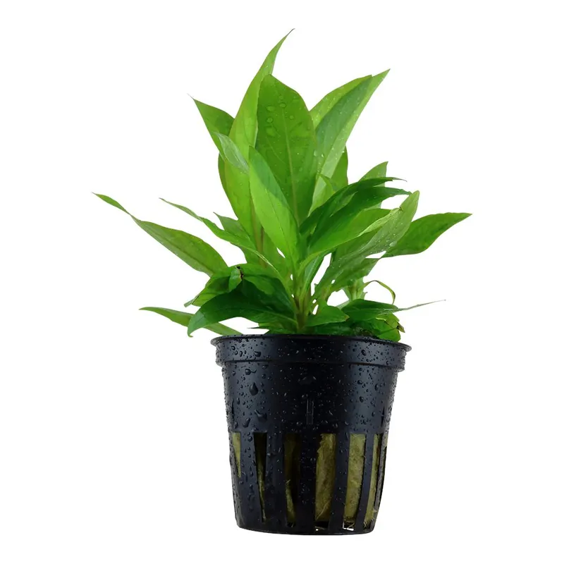 Tropica növény - Hygrophila corymbosa Stricta Vedd meg most