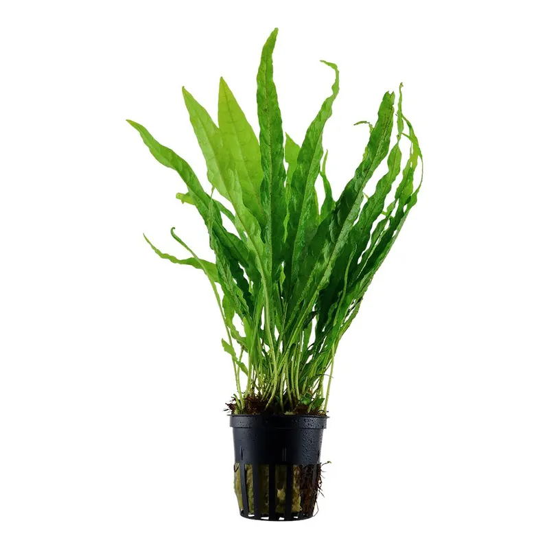 Tropica növény - Microsorum pteropus Vedd meg online