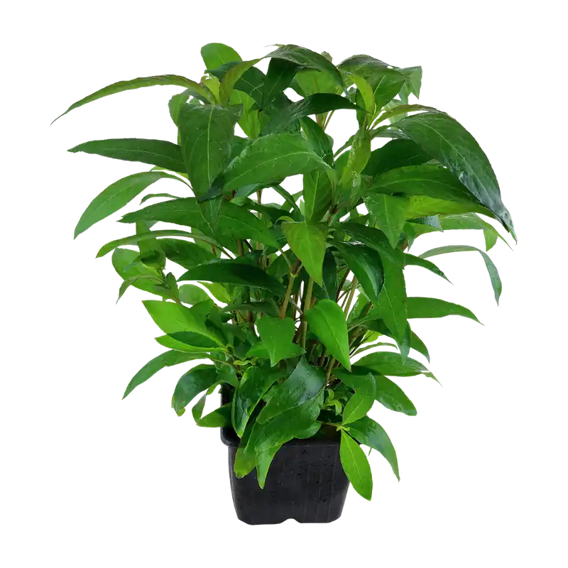 Biztonságos vásárlás Tropica növény - Hygrophila corymbosa Siamensis XL