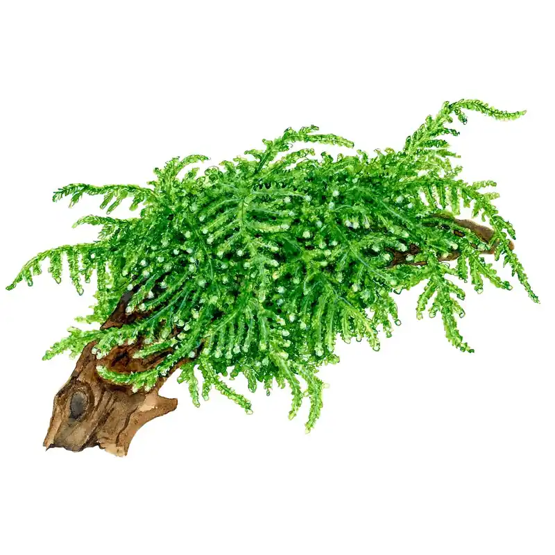 Tropica növény - Vesicularia ferriei Weeping Moss Vedd meg most