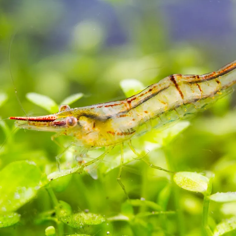 Ne maradj le Garnéla - Pinokkió garnéla - Caridina gracilirostris