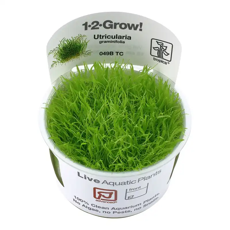 Tropica növény - Utricularia graminifolia - zselés Kedvezmény