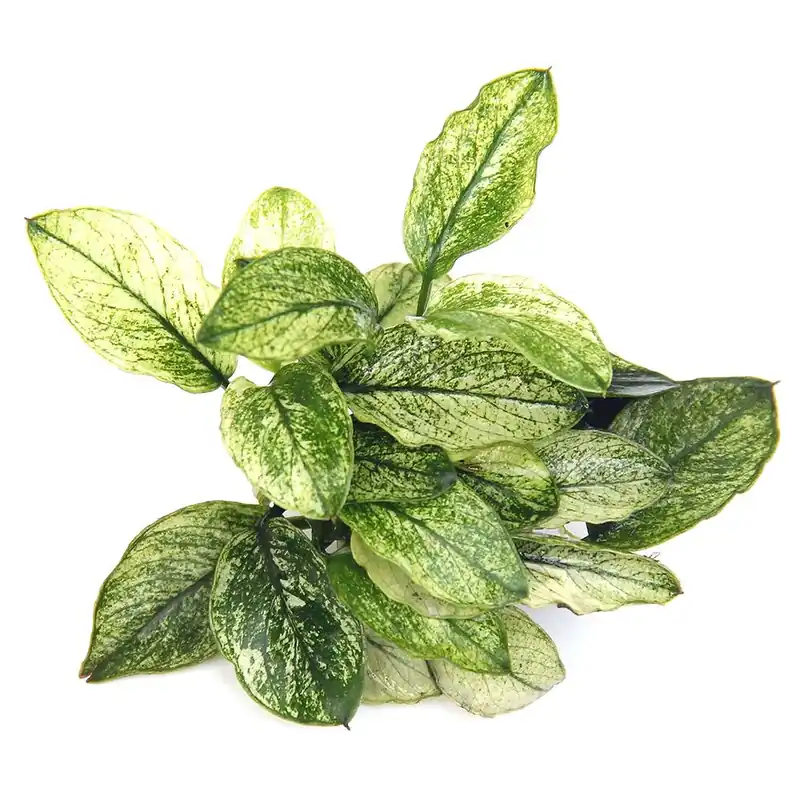Dennerle Plants növény - Anubias nana Pinto Bestseller