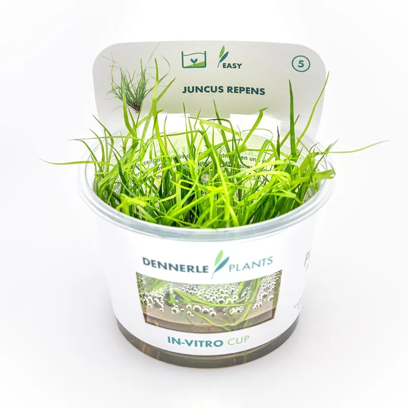 Ajánlat Dennerle Plants növény - Juncus repens - zselés