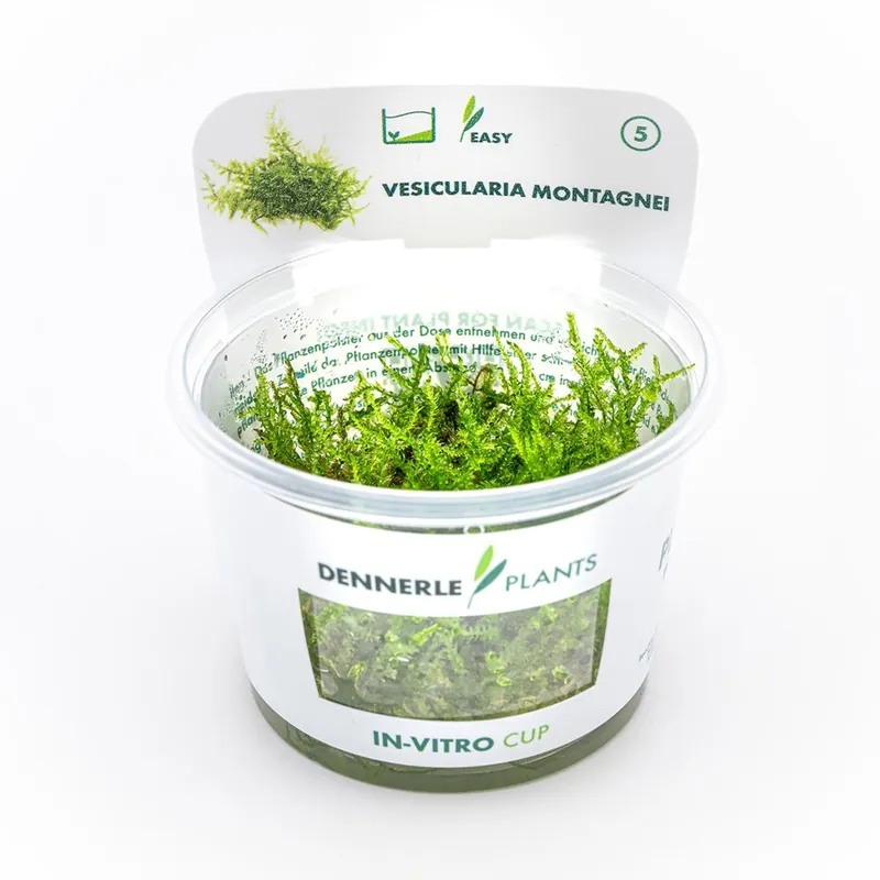 Csak ma Dennerle Plants növény - Vesicularia montagnei Christmas Moss - zselés