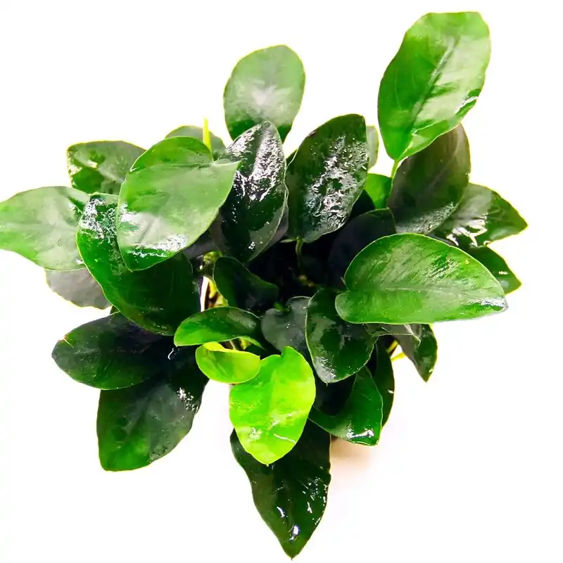 Dennerle Plants növény - Anubias barteri nana Olcsóbb
