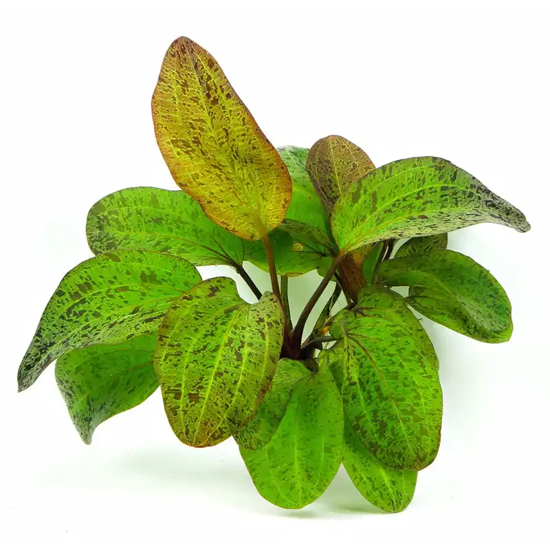 Dennerle Plants növény - Echinodorus ozelot Újdonság