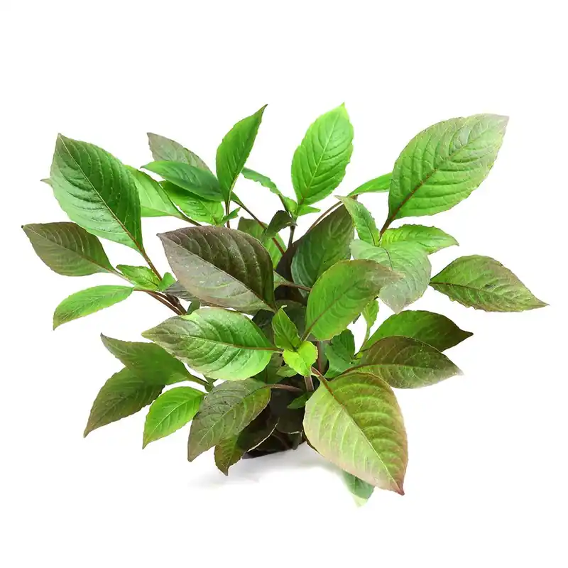 Dennerle Plants növény - Hygrophila corymbosa Akciós ár