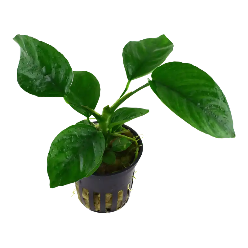 Szezonális akció Tropica növény - Anubias barteri var. caladiifolia - előrecsomagolt