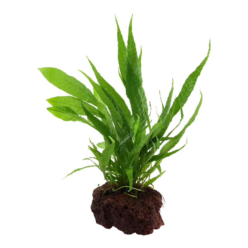 Tropica növény - Microsorum pteropus - lávakövön Vásárlói kedvenc