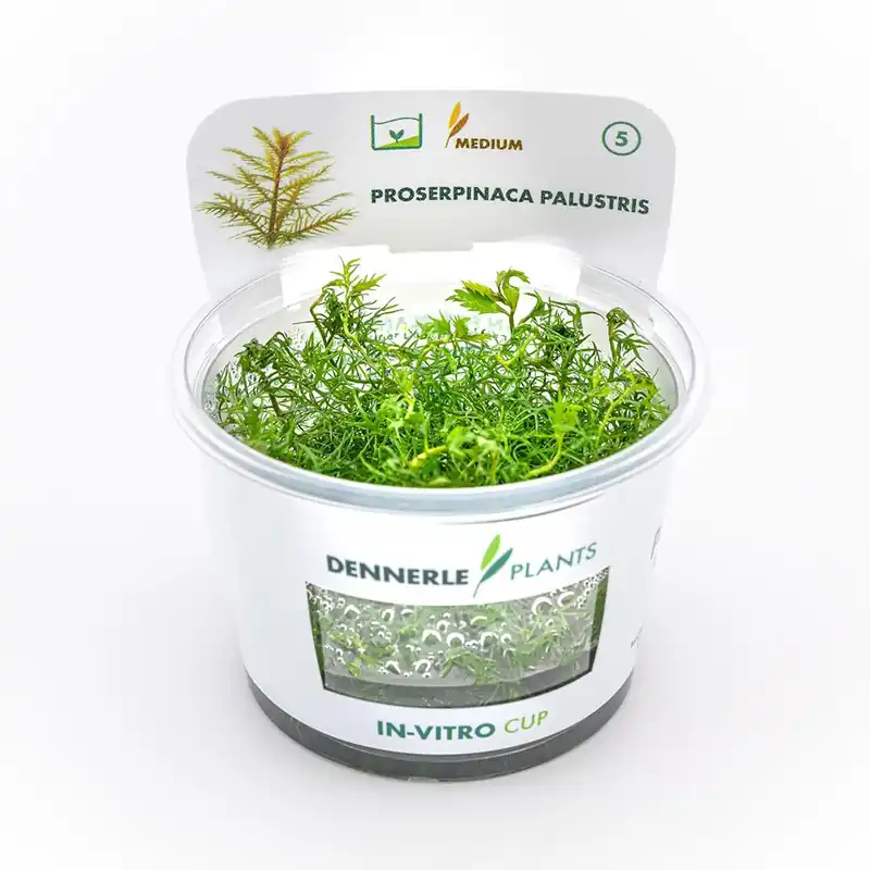 Szuper akció Dennerle Plants növény - Proserpinaca palustris - zselés