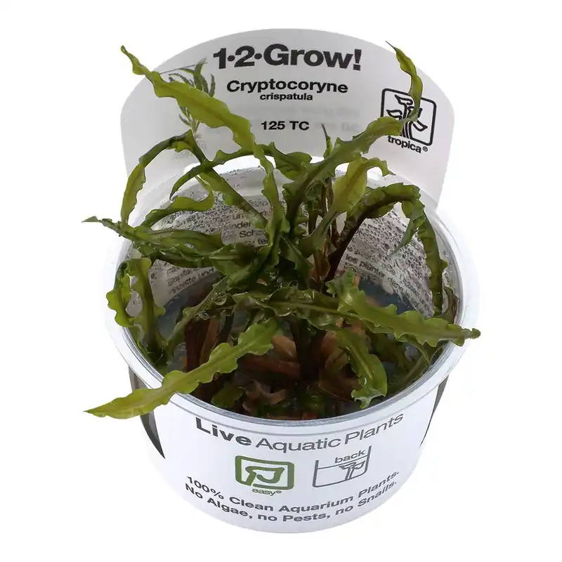 Tropica növény - Cryptocoryne crispatula - zselés Szezonális akció