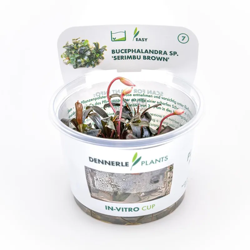Dennerle Plants növény - Bucephalandra sp. Serimbu Brown - zselés Korlátozott ajánlat