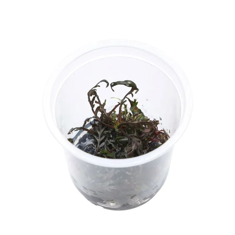 Utolsó esély ADA növény - Hygrophila pinnatifida UK S - zselés