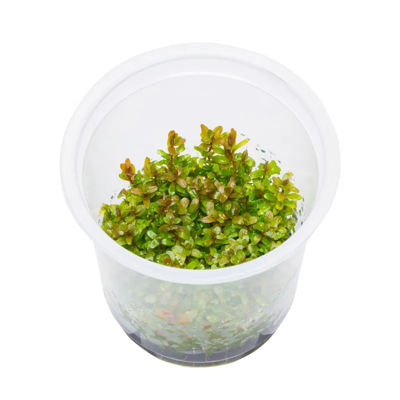 Azonnali szállítás ADA növény - Rotala rotundifolia S - zselés