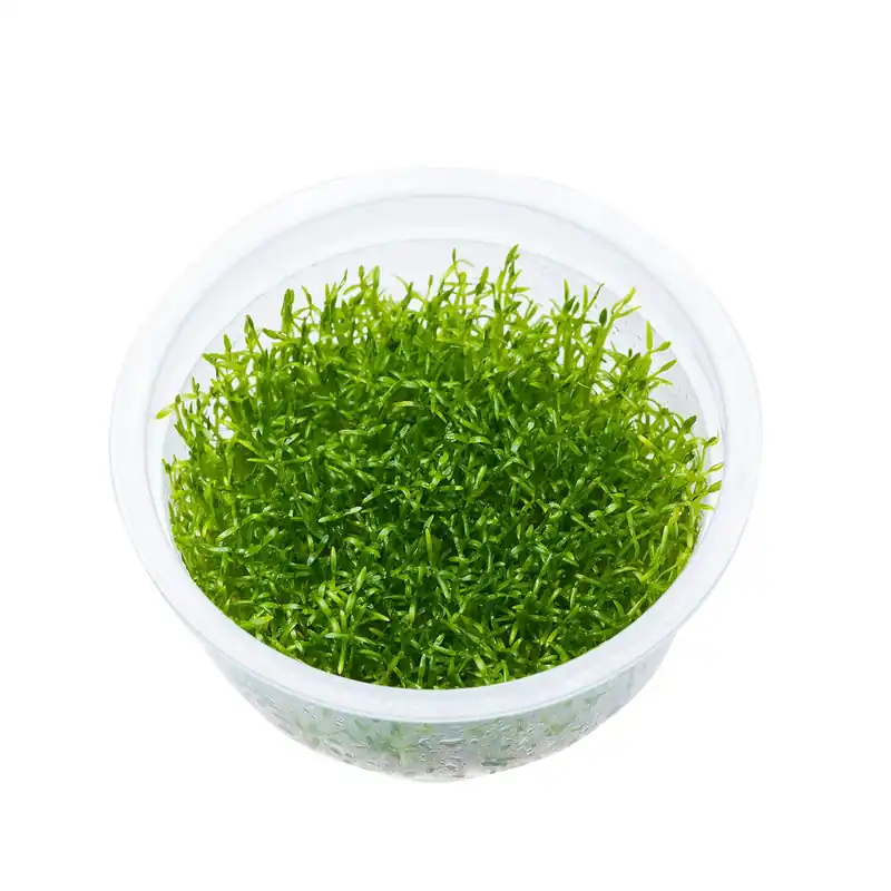 ADA növény - Microcarpea minima merrill S - zselés Azonnal elérhető