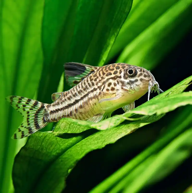 Hal - Gyászfoltos páncélosharcsa - Corydoras julii Akció