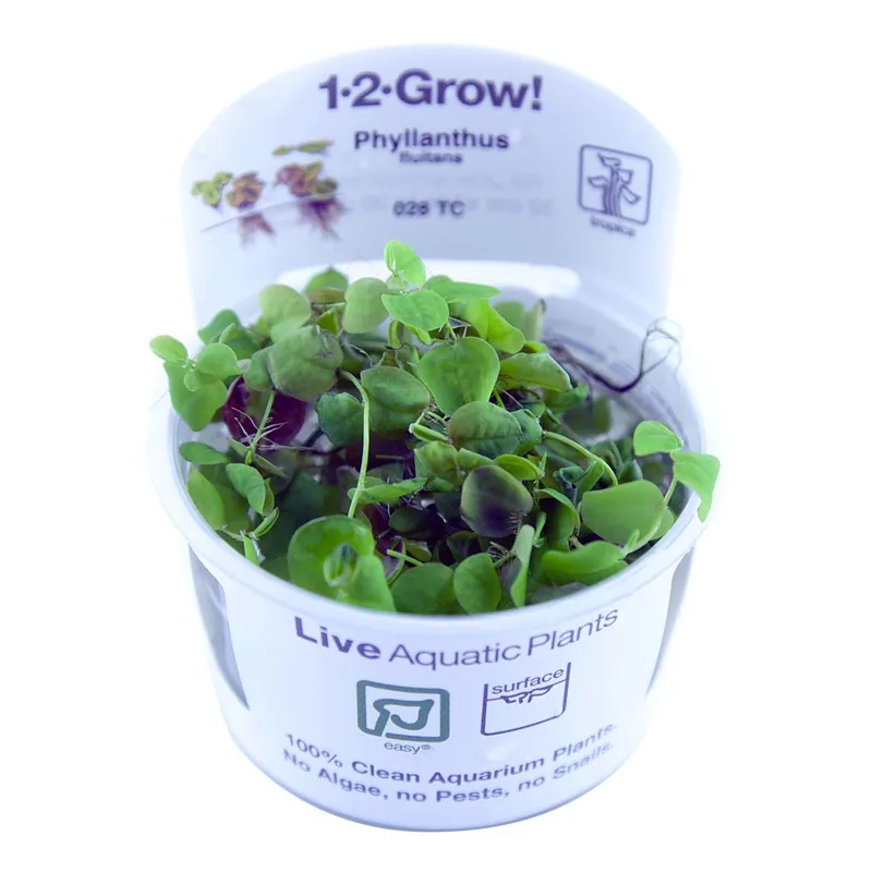 Akció Tropica növény - Phyllanthus fluitans - Red Root Floater - zselés