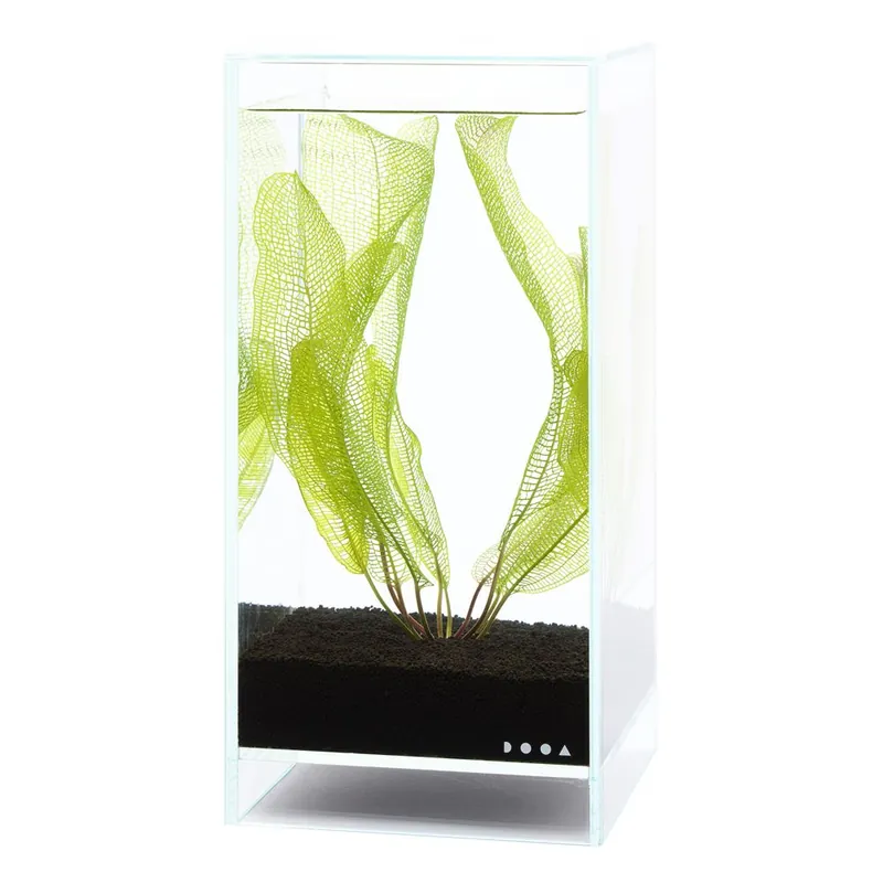 DOOA Neo Glass AIR - 30x18x12 cm 4.9 l Korlátozott ajánlat