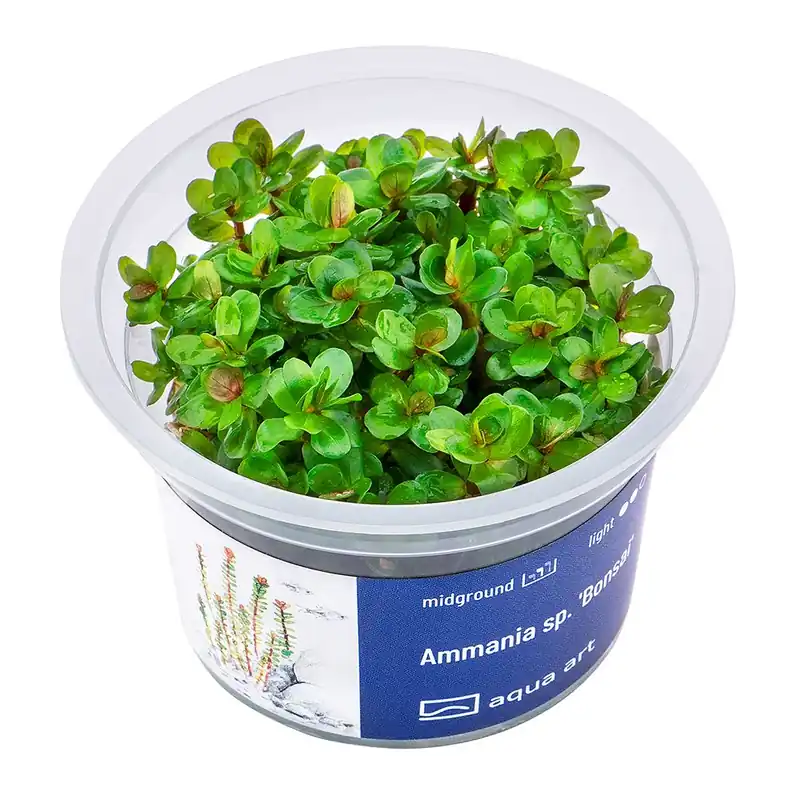 Aqua Art növény - Ammania sp. Bonsai - zselés Expressz szállítás