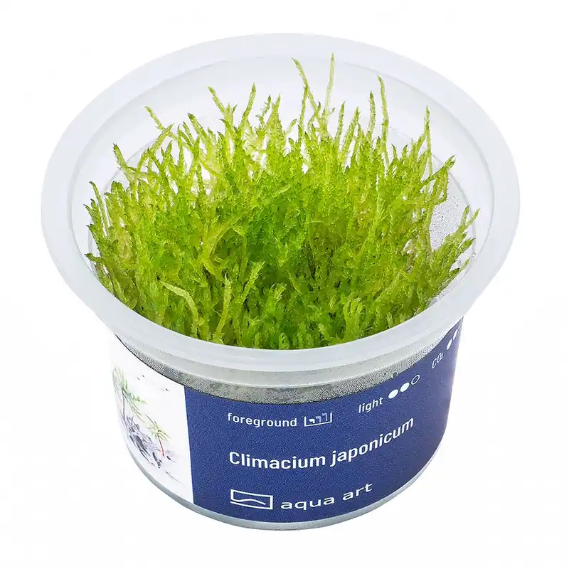 Gyors kiszállítás Aqua Art növény - Climacium japonicum Moss - zselés