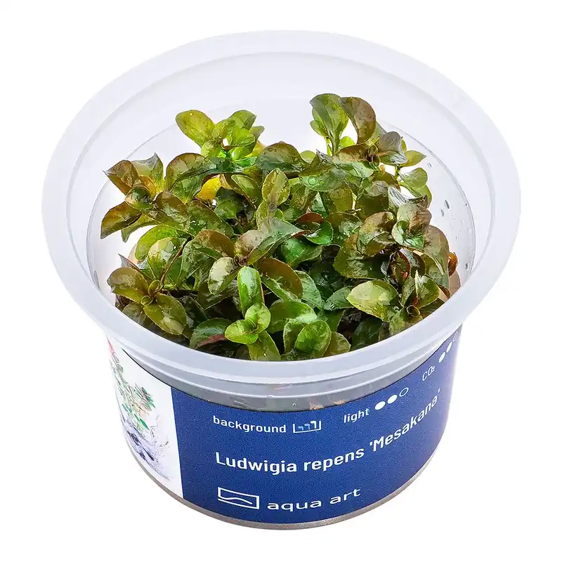 Aqua Art növény - Ludwigia repens Mesakana - zselés Outlet