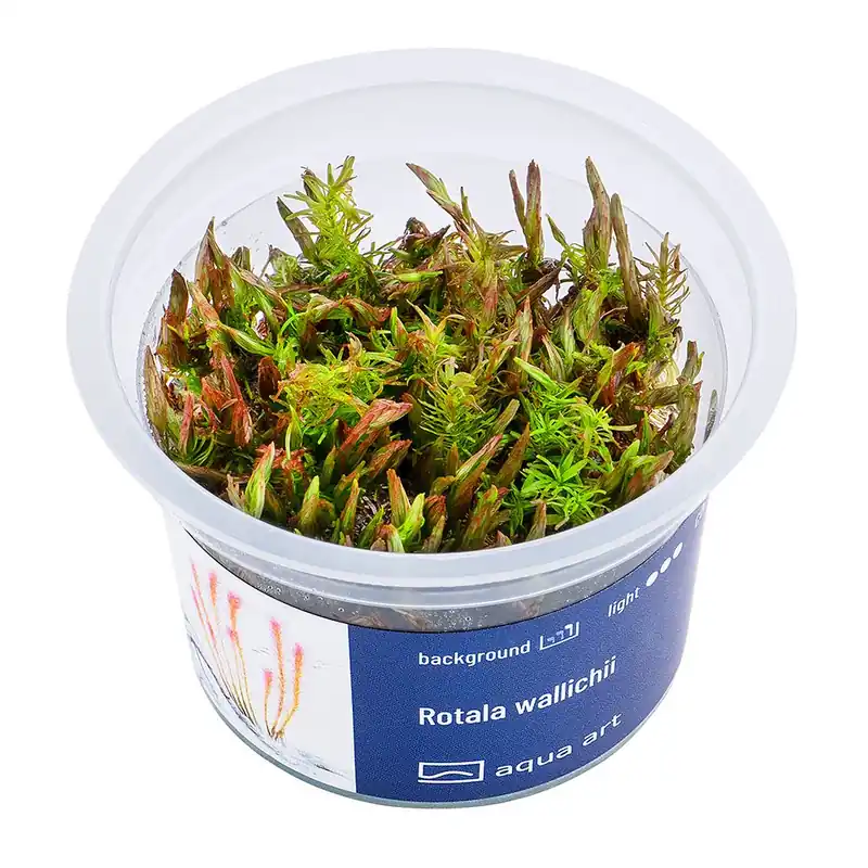 Aqua Art növény - Rotala wallichii - zselés Szezonális akció