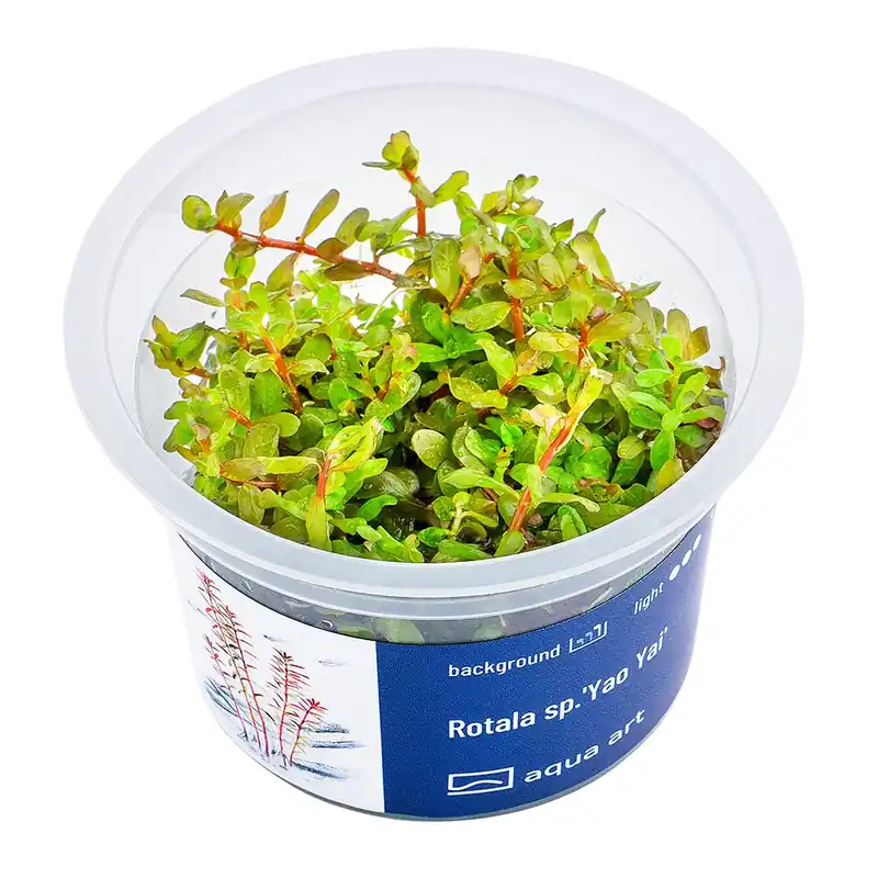 Aqua Art növény - Rotala sp. Yao Yai - zselés Szuper ajánlat