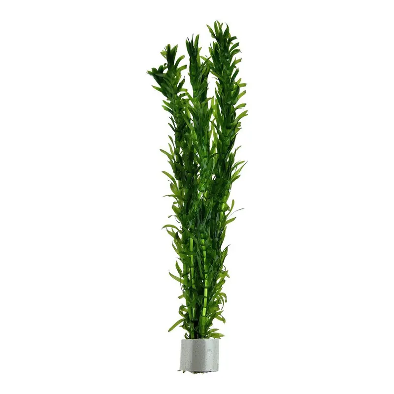 Green Aqua növény - Egeria densa Árcsökkenés