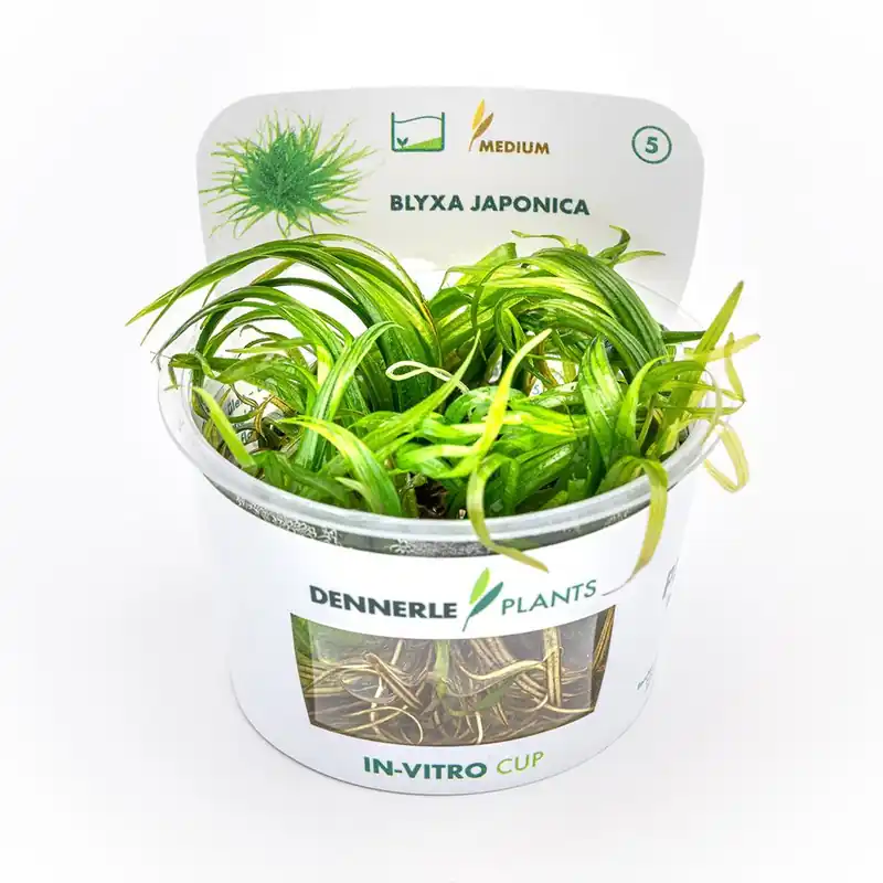 Bestseller Dennerle Plants növény - Blyxa japonica - zselés