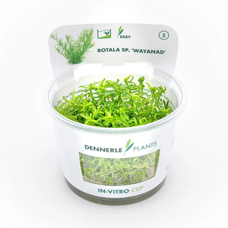 Expressz szállítás Dennerle Plants növény - Rotala sp. Wayanad - zselés