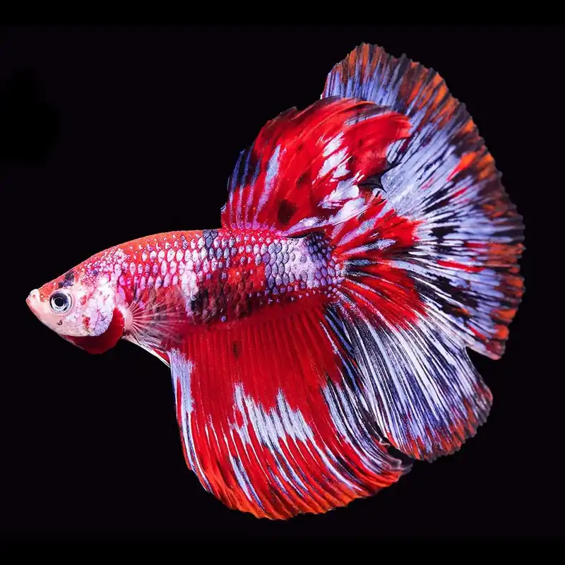 Hal - Sziámi harcoshal halfmoon koi - Betta splendens Biztonságos vásárlás
