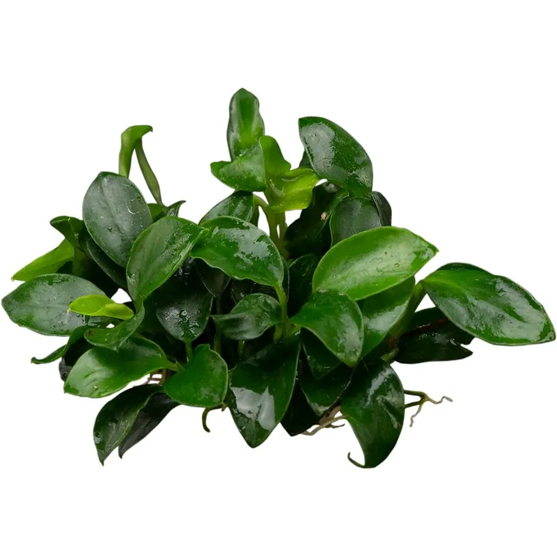 Olcsóbb Stoffels növény - Anubias barteri var. nana Bonsai