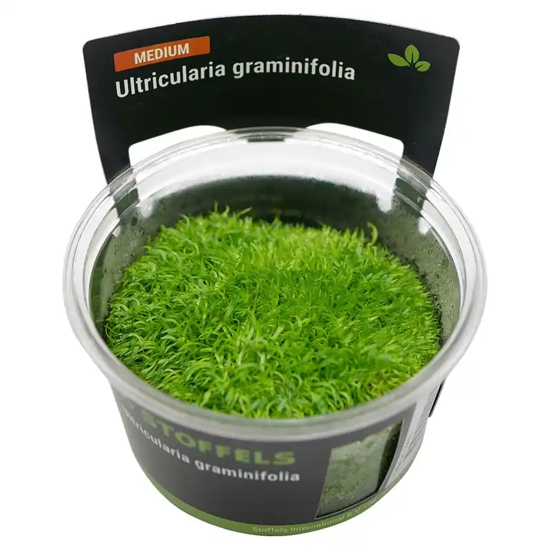 Kihagyhatatlan ajánlat Stoffels növény - Utricularia graminifolia - zselés