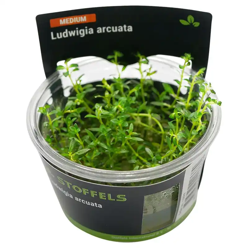 Stoffels növény - Ludwigia arcuata - zselés Szezonális akció