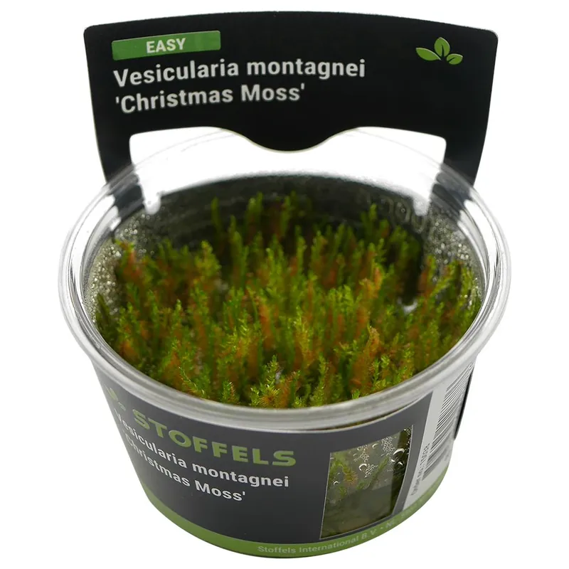 Stoffels növény - Vesicularia dubyana Christmass Moss - zselés Kedvezmény