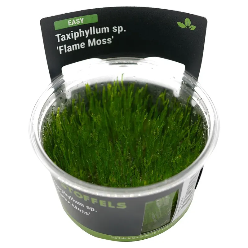 Nézd meg most Stoffels növény - Taxiphyllum sp. Flame Moss - zselés