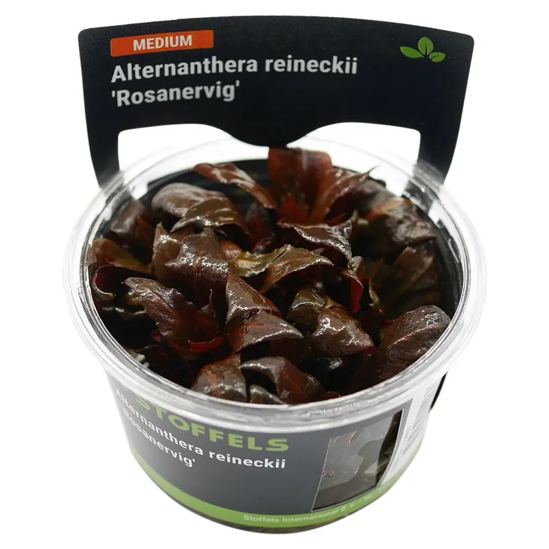 Kedvezmény Stoffels növény - Alternanthera reineckii Rosanervig - zselés