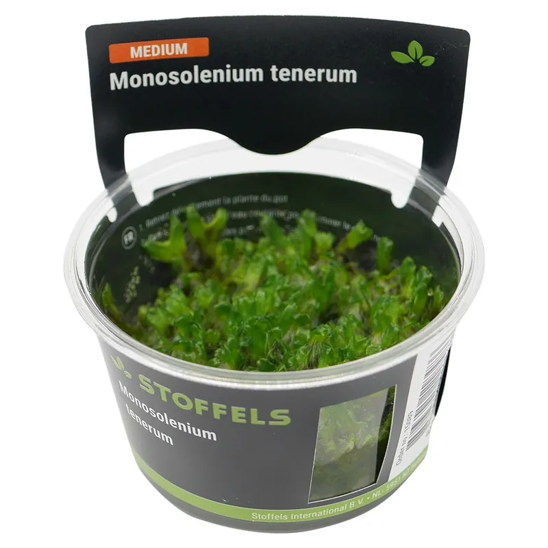 Bestseller Stoffels növény - Monosolenium tenerum - zselés